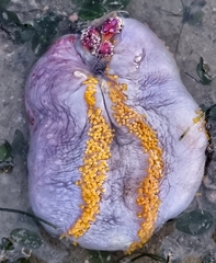 Pseudocolochirus violaceus