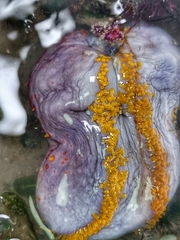 Pseudocolochirus violaceus