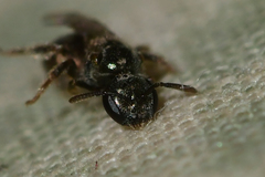 Lasioglossum imitatum