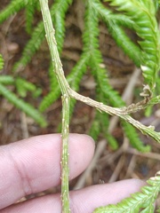 Lycopodium volubile