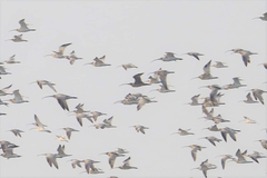 Numenius madagascariensis