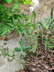 Gypsophila oldhamiana