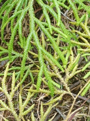 Lycopodium volubile
