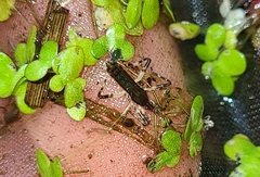 Steinovelia stagnalis