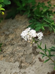 Gypsophila oldhamiana