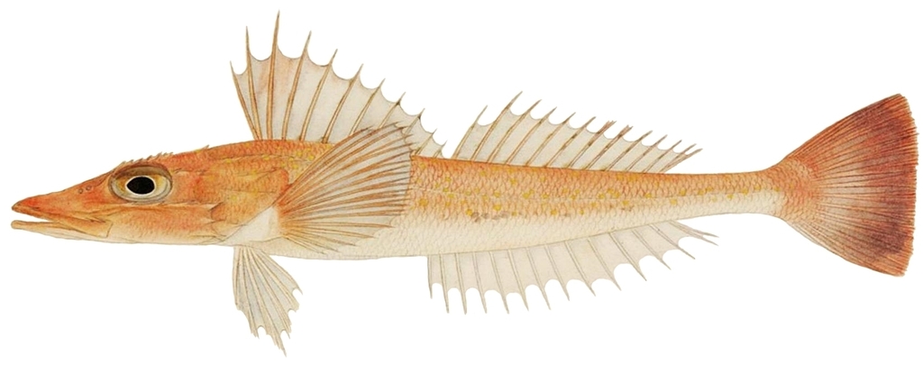 Deepwater Flatheads