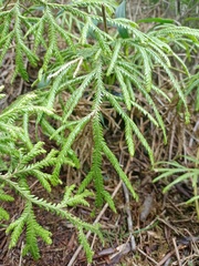 Lycopodium volubile