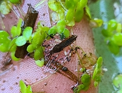 Steinovelia stagnalis