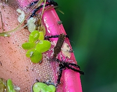 Steinovelia stagnalis