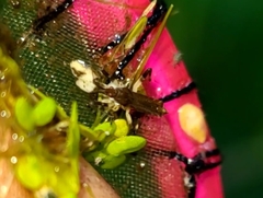 Steinovelia stagnalis