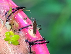 Steinovelia stagnalis