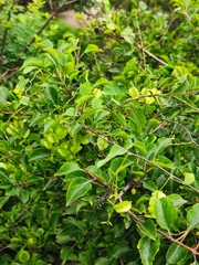 Rhamnus bungeana