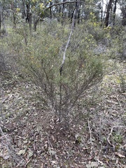 Bossiaea cinerea