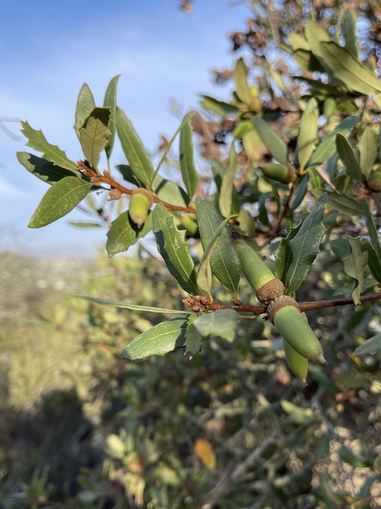 Torrey's hybrid oak (Oaks of California) · iNaturalist