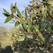 Quercus × acutidens - Photo (c) smfang, algunos derechos reservados (CC BY-NC), subido por smfang