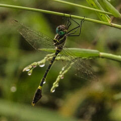 Phyllomacromia picta