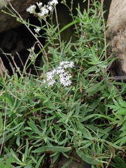 Gypsophila oldhamiana