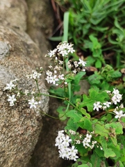 Gypsophila oldhamiana