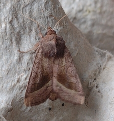 Hydraecia nordstroemi