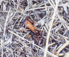 Cryptocheilus octomaculatus