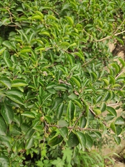 Rhamnus bungeana