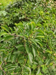 Rhamnus bungeana