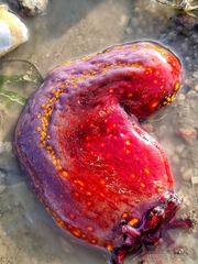 Pseudocolochirus violaceus