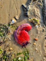 Pseudocolochirus violaceus