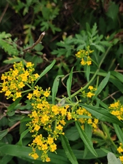 Patrinia heterophylla