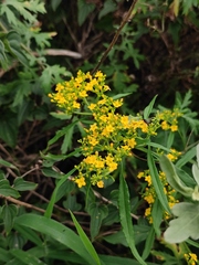 Patrinia heterophylla