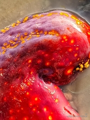 Pseudocolochirus violaceus