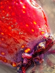 Pseudocolochirus violaceus