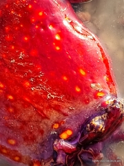 Pseudocolochirus violaceus