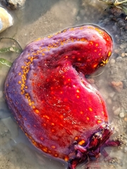 Pseudocolochirus violaceus