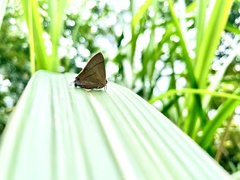 Rapala nissa hirayamana