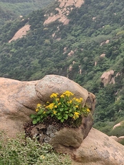 Patrinia heterophylla