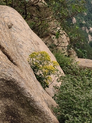 Patrinia heterophylla