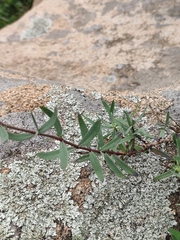 Gypsophila oldhamiana