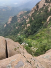 Gypsophila oldhamiana
