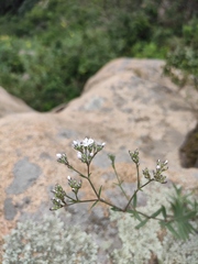 Gypsophila oldhamiana