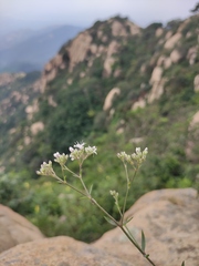 Gypsophila oldhamiana