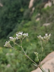 Gypsophila oldhamiana