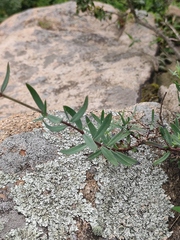 Gypsophila oldhamiana