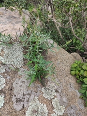 Gypsophila oldhamiana
