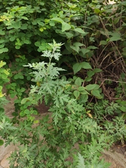 Chrysanthemum lavandulifolium
