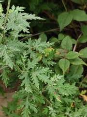 Chrysanthemum lavandulifolium