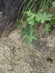 Gypsophila oldhamiana
