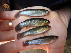 Fundulus grandis