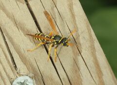 Polistes dominula