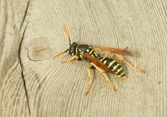 Polistes dominula